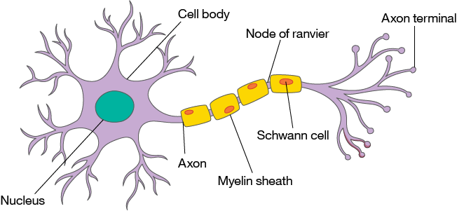 biological neural network tutorial