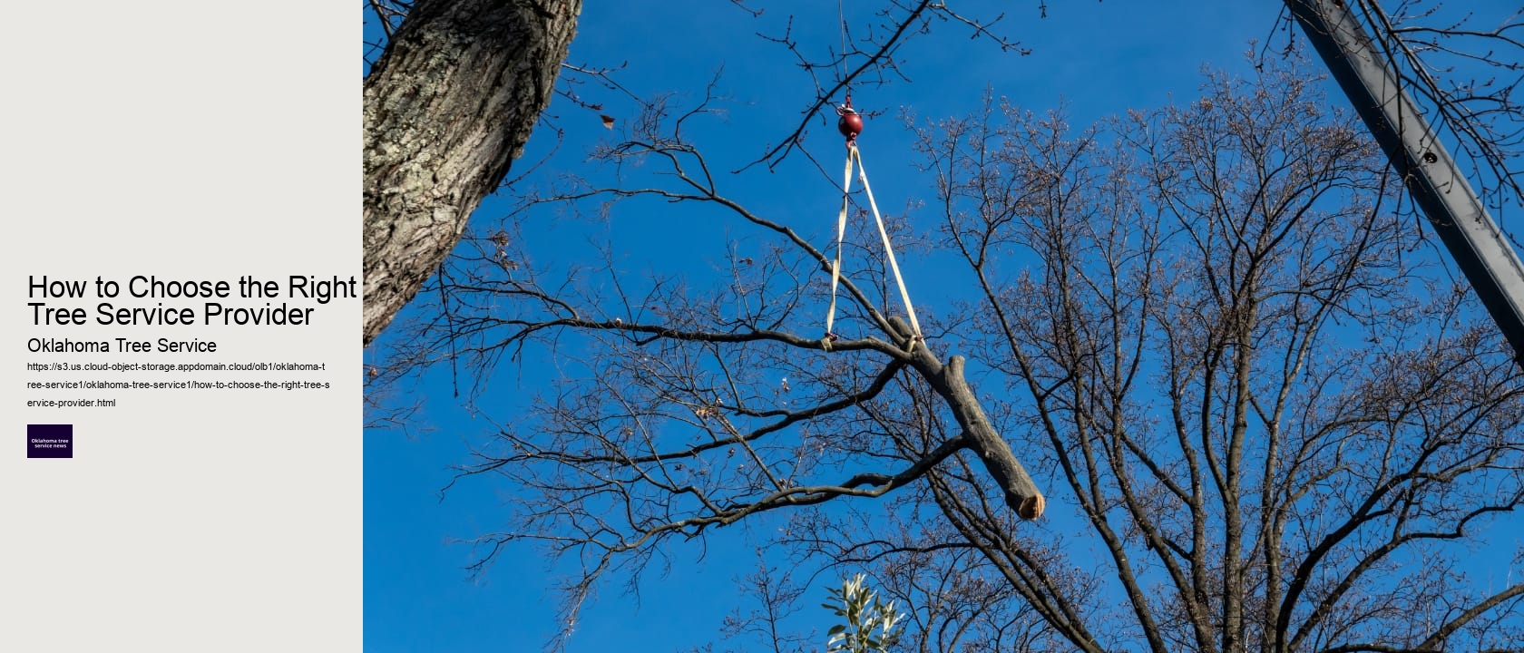 How to Choose the Right Tree Service Provider 