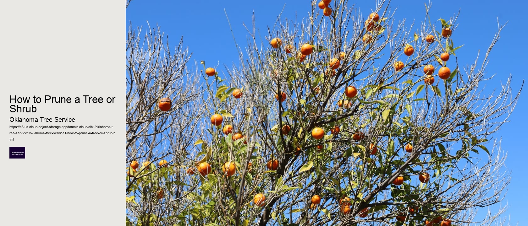 How to Prune a Tree or Shrub