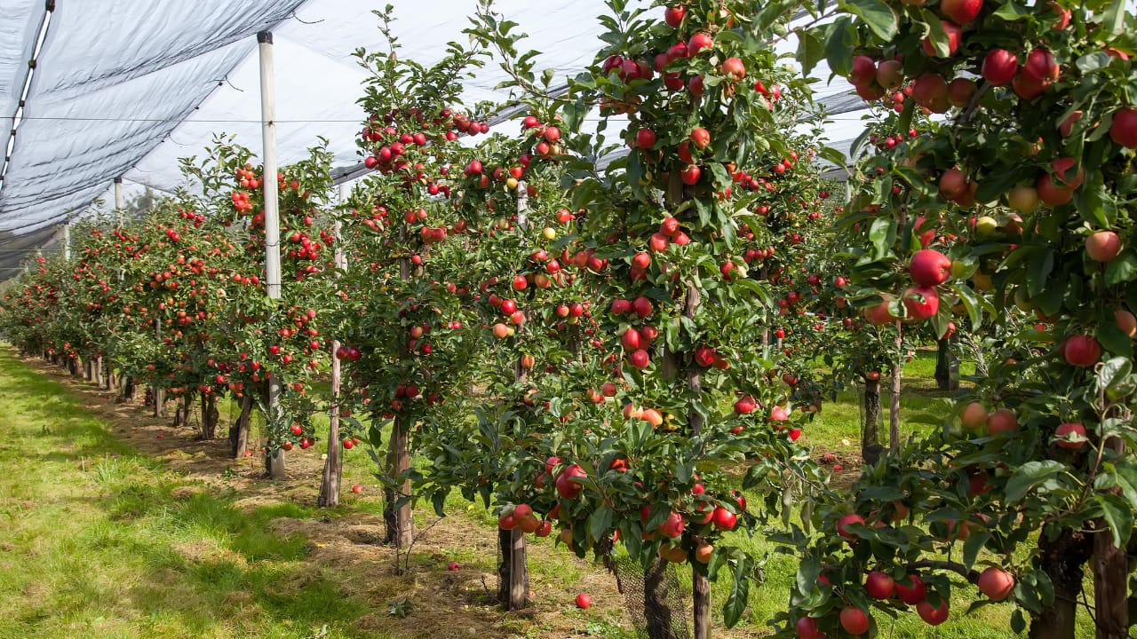 healthy trees