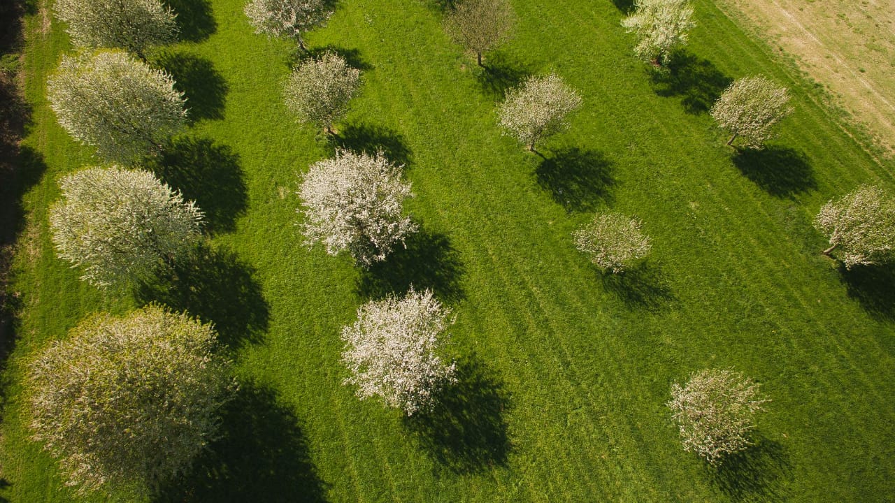 Care for Trees and Shrubs