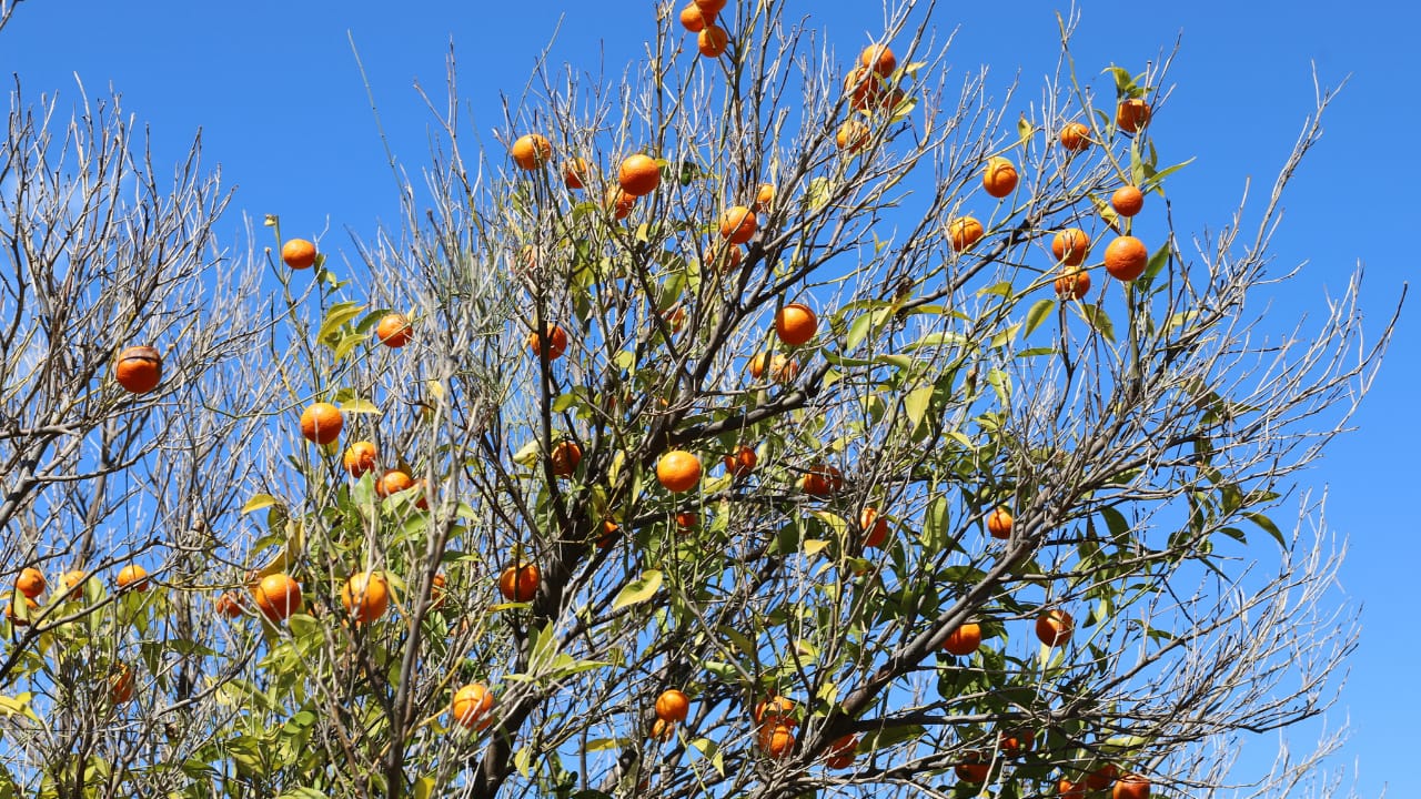 Pruning Trees and Shrubs