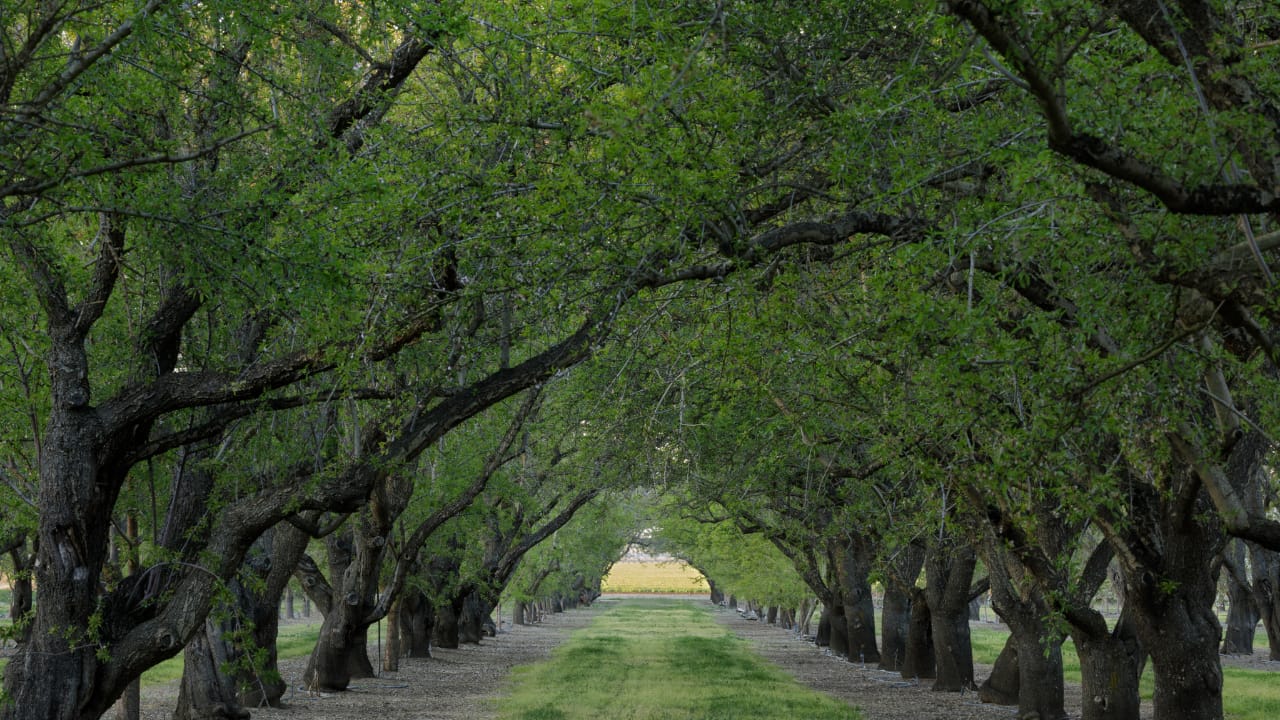 When to prune fruit trees