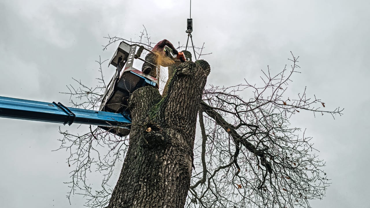 Trimming Trees and Shrubs