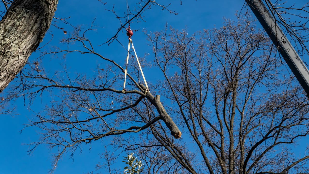 What is Tree Service and How Can it Benefit You? 