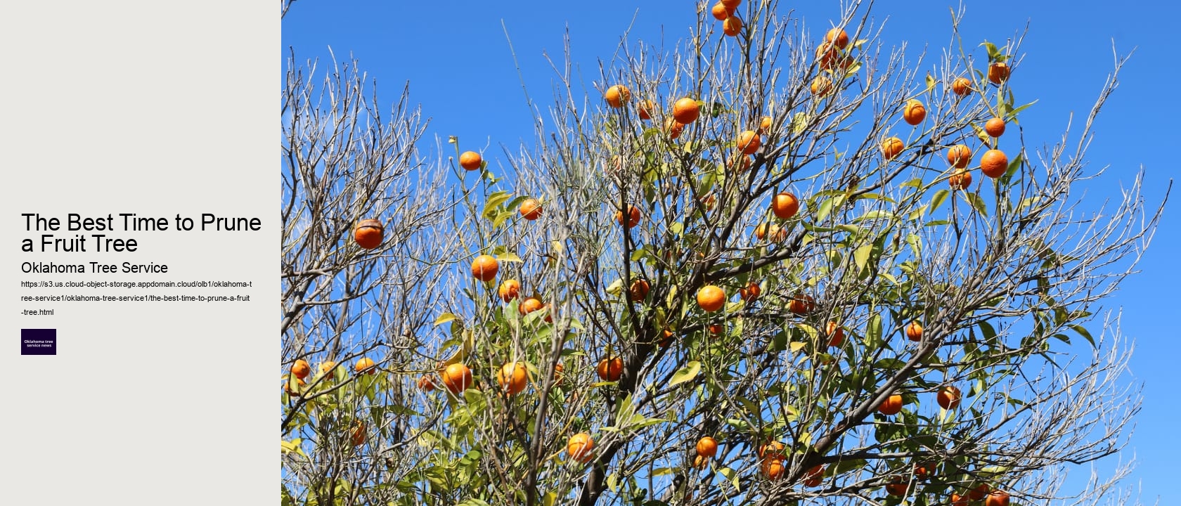 The Best Time to Prune a Fruit Tree 