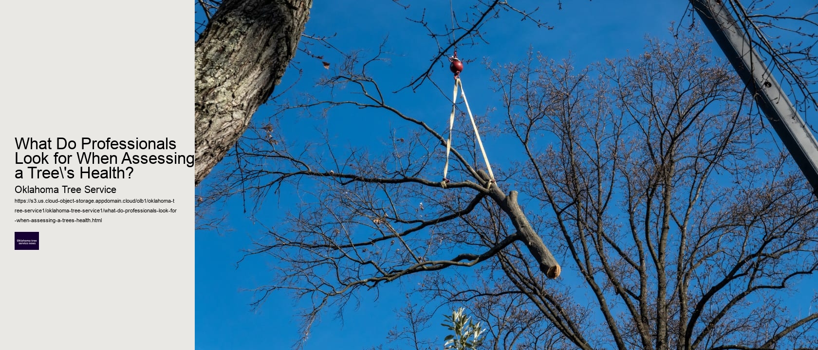 What Do Professionals Look for When Assessing a Tree's Health?