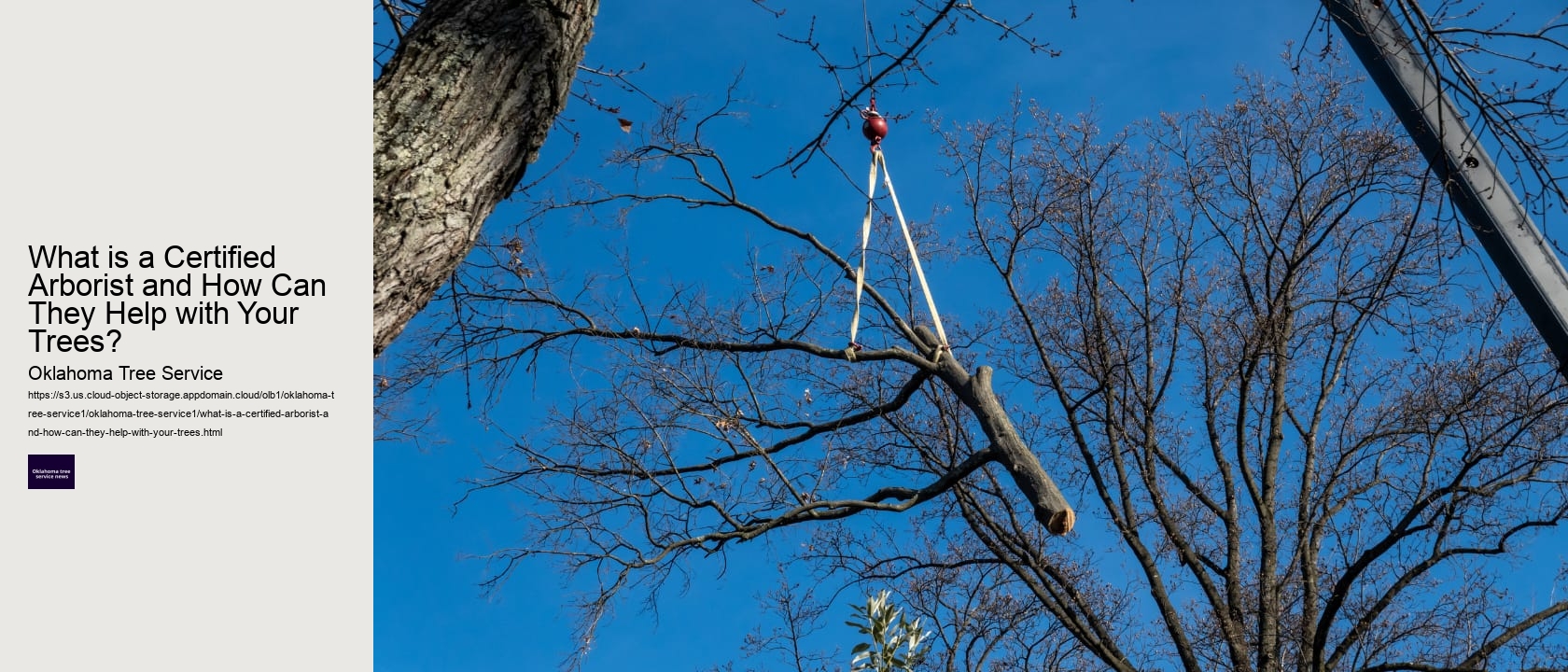 What is a Certified Arborist and How Can They Help with Your Trees? 