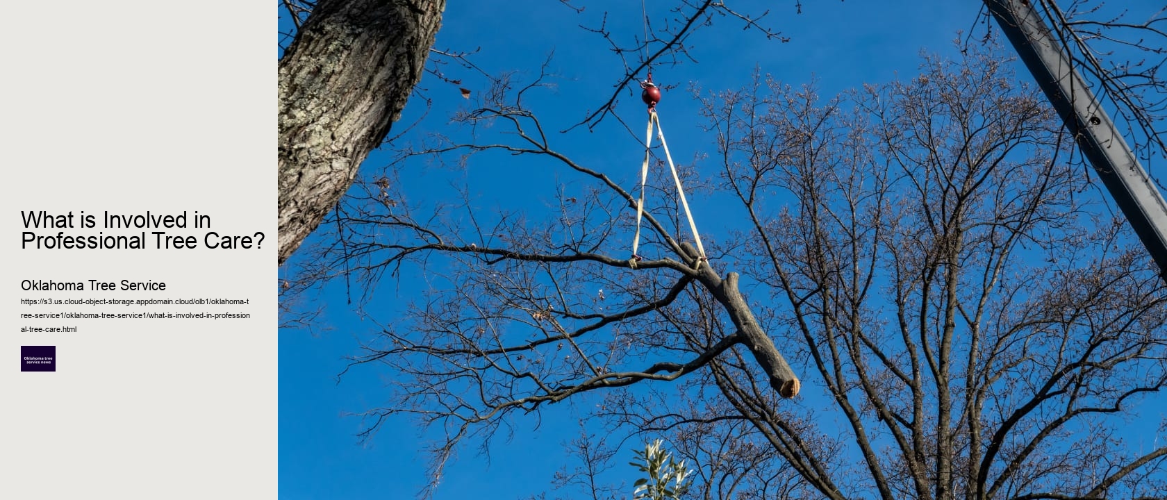 What is Involved in Professional Tree Care? 