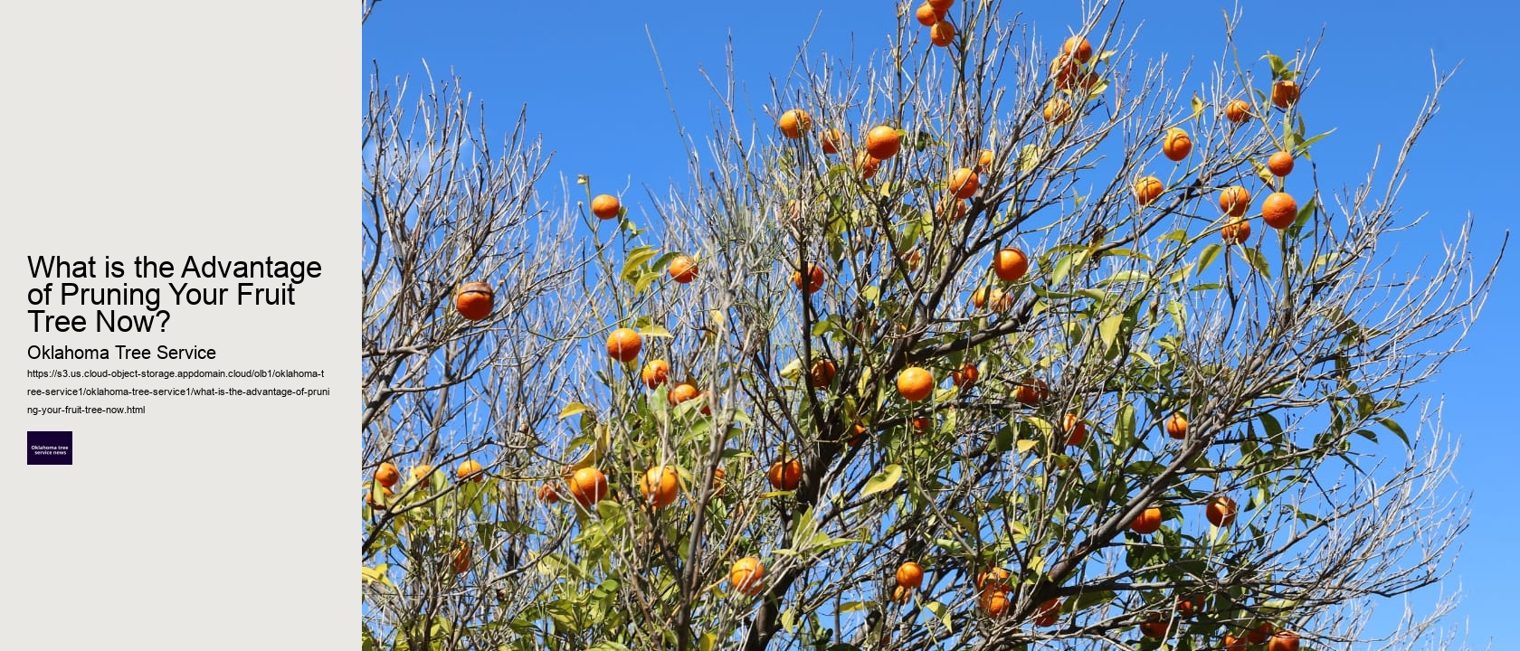 What is the Advantage of Pruning Your Fruit Tree Now? 