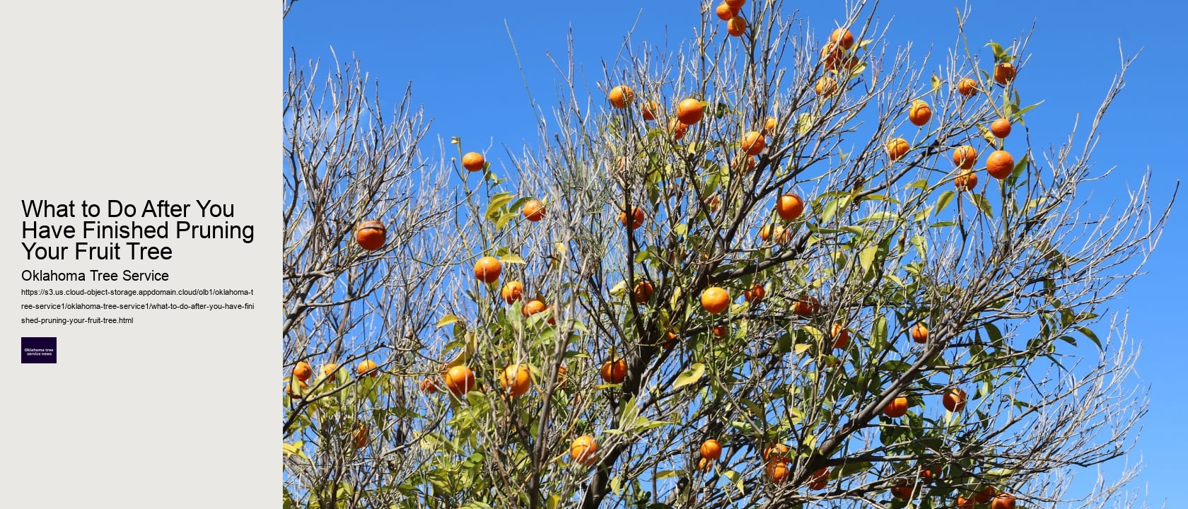 What to Do After You Have Finished Pruning Your Fruit Tree